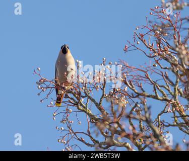 Wachsvögel, die sich an Vogelbeeren ernähren Stockfoto