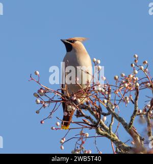 Wachsvögel, die sich an Vogelbeeren ernähren Stockfoto