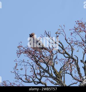 Wachsvögel, die sich an Vogelbeeren ernähren Stockfoto