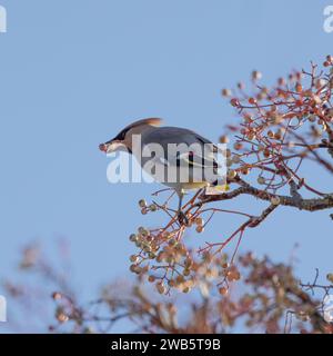 Wachsvögel, die sich an Vogelbeeren ernähren Stockfoto