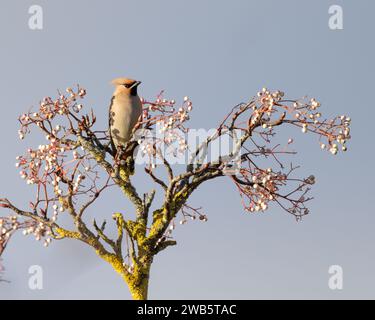 Wachsvögel, die sich an Vogelbeeren ernähren Stockfoto