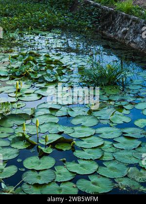 Die Teichoberfläche ist fast vollständig mit Wasserlilien bedeckt. Stockfoto