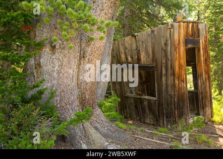 Mining Camp Ruinen, Gallatin National Forest in Montana Stockfoto