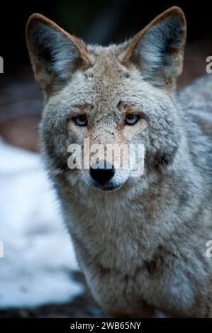 Kojote im Yosemite National Park Stockfoto