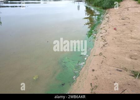 Grüner Teichschaum im August, am Rande des Viljandi-Sees, Estland. Stockfoto