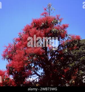 Illawarra Flame Tree (Brachychiton acerifolius) gegen blauen Himmel. Stockfoto