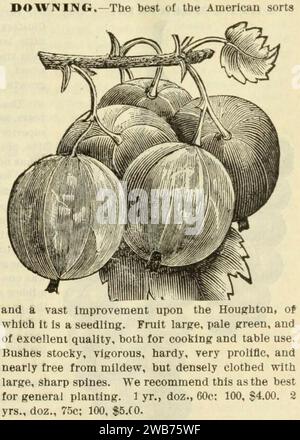 Stachelbeere der Sorte "Downing" im Lovett-Katalog für Obst- und Zierbäume und -Pflanzen für den Herbst 1891 - (17002324975) (geerntet). Stockfoto