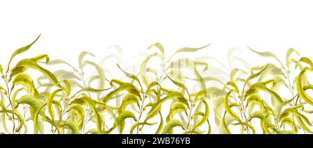 Algen, gelbe Algen. Dickicht von Meerespflanzen. Nahtloser Rand. Handgemalte Aquarellillustration mit frischen Seetang. Unterwassergras. Stockfoto