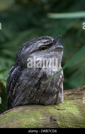 Mein Lieblingsstück ist ein Tawny Anglmouth (Podargus Strigoides), der wie eine Eule aussieht, aber ein Nachtschrank (Eurostopodus spp.) ist. Mullum Mullum Creek Reserve. Stockfoto