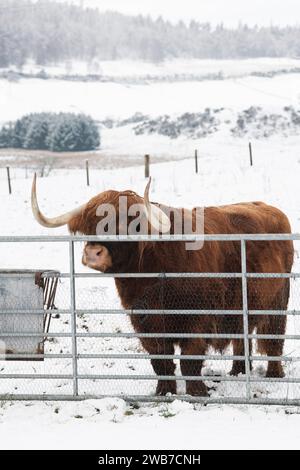 Highland-Kuh hinter einem Tor im Schnee. Castle Roy, Highlands, Schottland Stockfoto