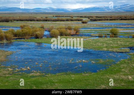 Hochwasser im Big Hole, Beaverhead County, Montana Stockfoto