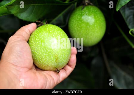 Passiflora edulis oder Passionsfrucht wird sowohl gegessen als auch entsaftet Stockfoto