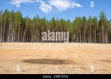 Kiefernwald am Rande eines alten Sandsteinbruchs. Region Kostroma, Russland Stockfoto