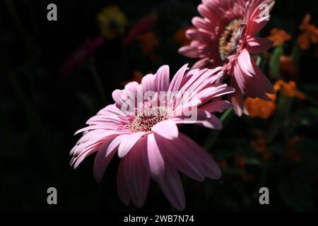 Rosa Gerbera im Garten bunter Hintergrund Stockfoto