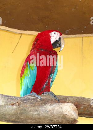 Der Papagei im Zoo auf der Insel Langkavi, Malaysia Stockfoto