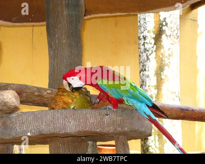 Der Papagei im Zoo auf der Insel Langkavi, Malaysia Stockfoto