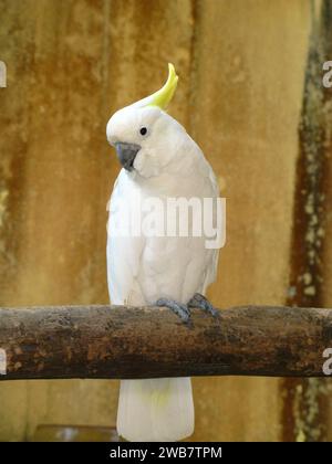 Der Papagei im Zoo auf der Insel Langkavi, Malaysia Stockfoto