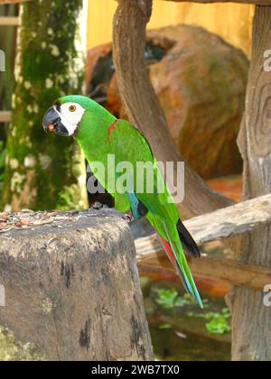 Der Papagei im Zoo auf der Insel Langkavi, Malaysia Stockfoto