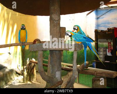 Der Papagei im Zoo auf der Insel Langkavi, Malaysia Stockfoto