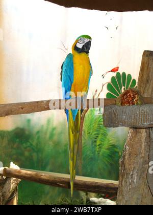 Der Papagei im Zoo auf der Insel Langkavi, Malaysia Stockfoto