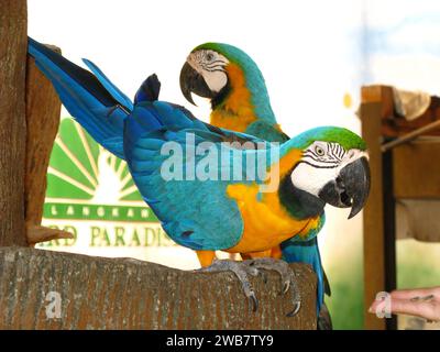 Der Papagei im Zoo auf der Insel Langkavi, Malaysia Stockfoto