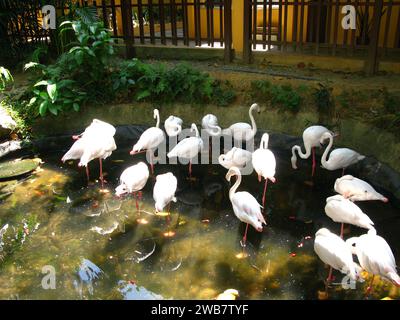 Der Vogel im Zoo auf der Insel Langkavi, Malaysia Stockfoto