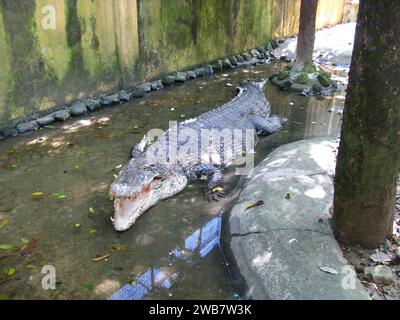 Das Krokodil im Zoo auf der Insel Langkavi, Malaysia Stockfoto