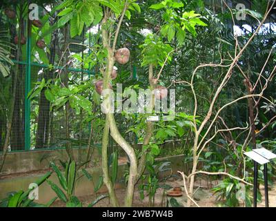 Der Papagei im Zoo auf der Insel Langkavi, Malaysia Stockfoto