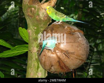 Der Papagei im Zoo auf der Insel Langkavi, Malaysia Stockfoto