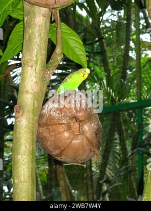 Der Papagei im Zoo auf der Insel Langkavi, Malaysia Stockfoto