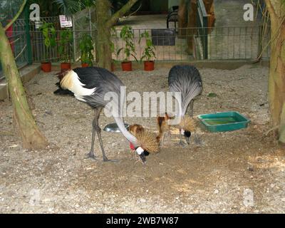 Der Vogel im Zoo auf der Insel Langkavi, Malaysia Stockfoto