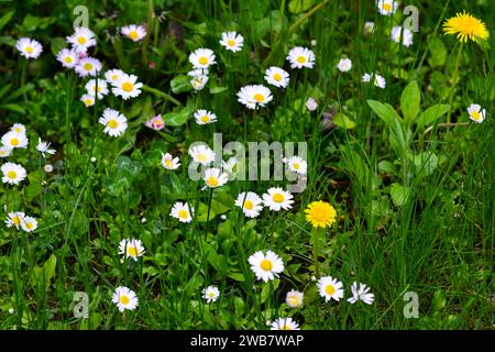 Weiße kleine Gänseblümchen im grünen Gras am Morgen Stockfoto