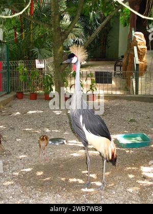 Der Vogel im Zoo auf der Insel Langkavi, Malaysia Stockfoto