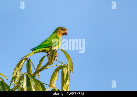 Der braune Sittich (Eupsittula pertinax), auch bekannt als St. Thomas-Konure oder braunhaltige Konure in der Vogelkultur. Bolivar. Wildlif Stockfoto