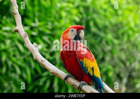 Ara macao (Ara macao) ist ein großer gelber, roter und blauer neotropischer Papagei, der in feuchten immergrünen Wäldern Amerikas beheimatet ist. Malagana, Bolivar depa Stockfoto