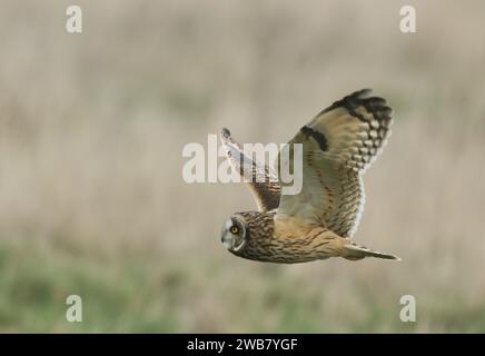 Eine Kurzohrige, Asio Flammeus, fliegt über einem Feld auf der Jagd nach Nahrung. Stockfoto