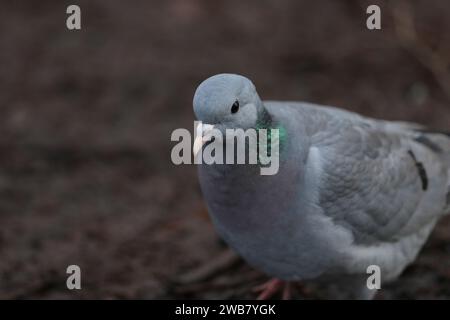 Eine Stocktaube, Columba oenas, auf der Suche nach Nahrung am Ufer eines Sees. Stockfoto