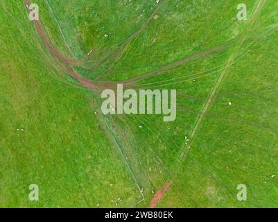 Aus der Vogelperspektive sehen Schafe, die durch ein Farmtor auf grünem Ackerland am Joyces Creek in Central Victoria in Australien spazieren. Stockfoto