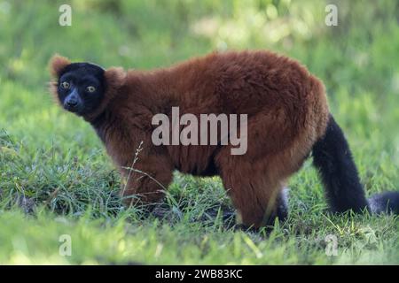 Red Ruffed Lemur, der in die Kamera schaut. Stockfoto