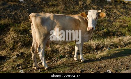 Gelbe Milchkuh, die auf dem Land spaziert. Erwachsene Kuh, die am Abend in die Scheune zurückkehrt. Stockfoto