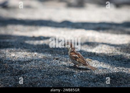 Big Island Hawaii, Vulcano-Nationalpark Stockfoto