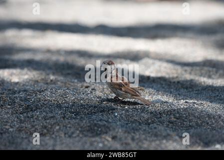 Big Island Hawaii, Vulcano-Nationalpark Stockfoto