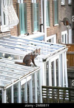 Brighton Großbritannien 9. Januar 2024 - ein Stadtfuchs ( Vulpes vulpes) hält heute früh in Brighton an, um sich auf dem Dach eines Wintergartens umzusehen: Credit Simon Dack / Alamy Live News Stockfoto