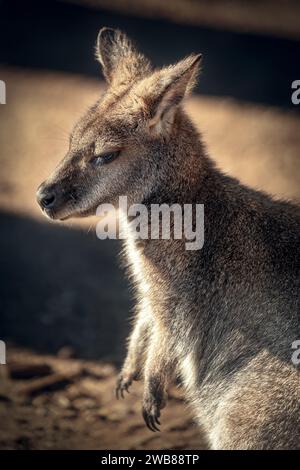 Ein einsames Känguru auf einem staubigen Erdstreifen in einer malerischen Landschaft Stockfoto