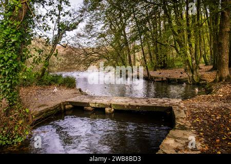 Eine kleine Fußgängerbrücke über den Tehidy Stream, der im Tehidy Woods Country Park in Cornwall in Großbritannien fließt. Stockfoto