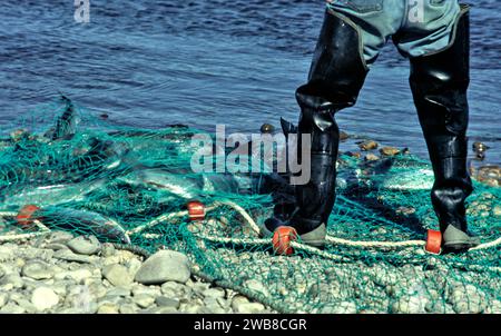 Lachsnetze auf dem Fluss Spey Speymouth das Netz und ein großer Fang von Grilse Stockfoto