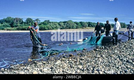 Lachsnetze auf dem Fluss Spey Speymouth bei Tugnet, das Team sortiert das Netz Stockfoto
