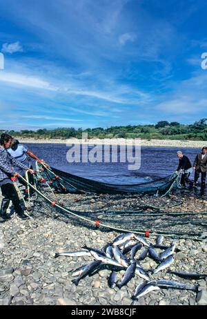 Lachsnetze am Fluss Spey Speymouth bei Tugnet das Team sortierte das Netz, den Fang von Rost auf den Steinen Stockfoto