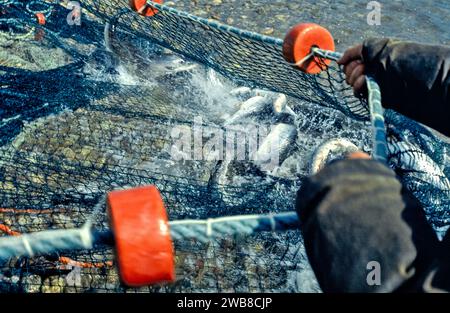 Lachsnetze auf dem Fluss Spey Speymouth, das Team zieht das Wadennetz voll Fisch ein Stockfoto