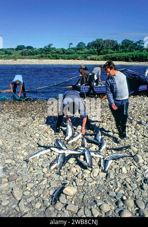 Lachsnetze auf dem Fluss Spey Speymouth das Team sortiert das Netz und sammelt den Fang von Rost Stockfoto